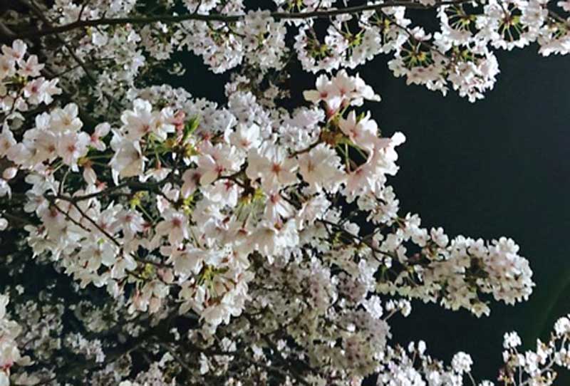 好きな桜でわかるメンタル疲れの癒し方(photo by Takayama 無断転載禁止)