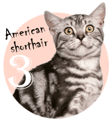アメリカンショートヘア