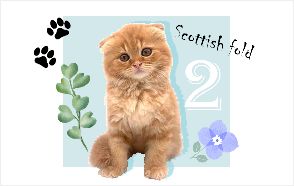 スコティッシュフォールド