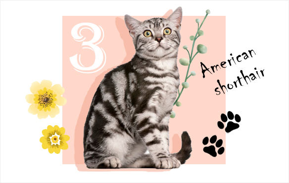 アメリカンショートヘア