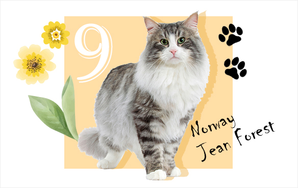 ノルウェージャンフォレスト