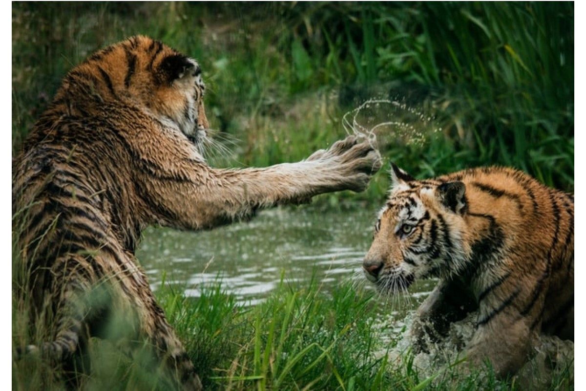 襲う夢は何を暗示している?