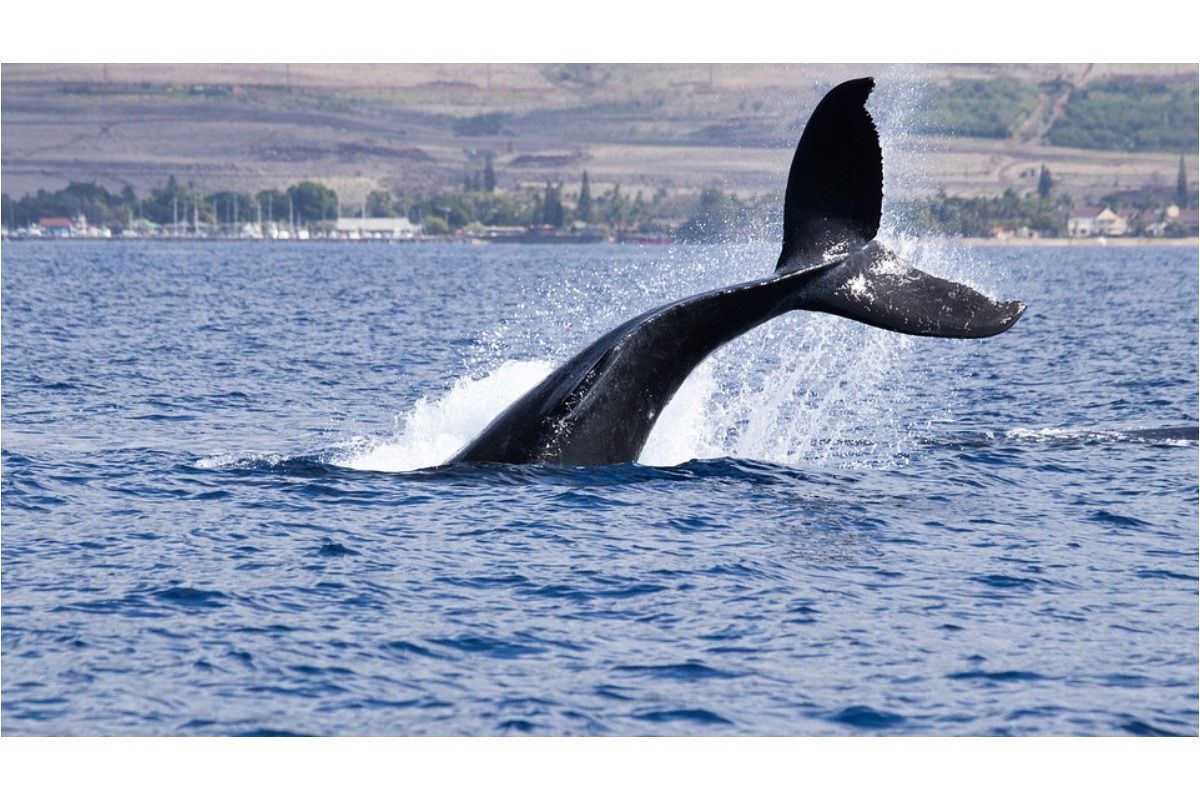 クジラの夢は何を暗示している?