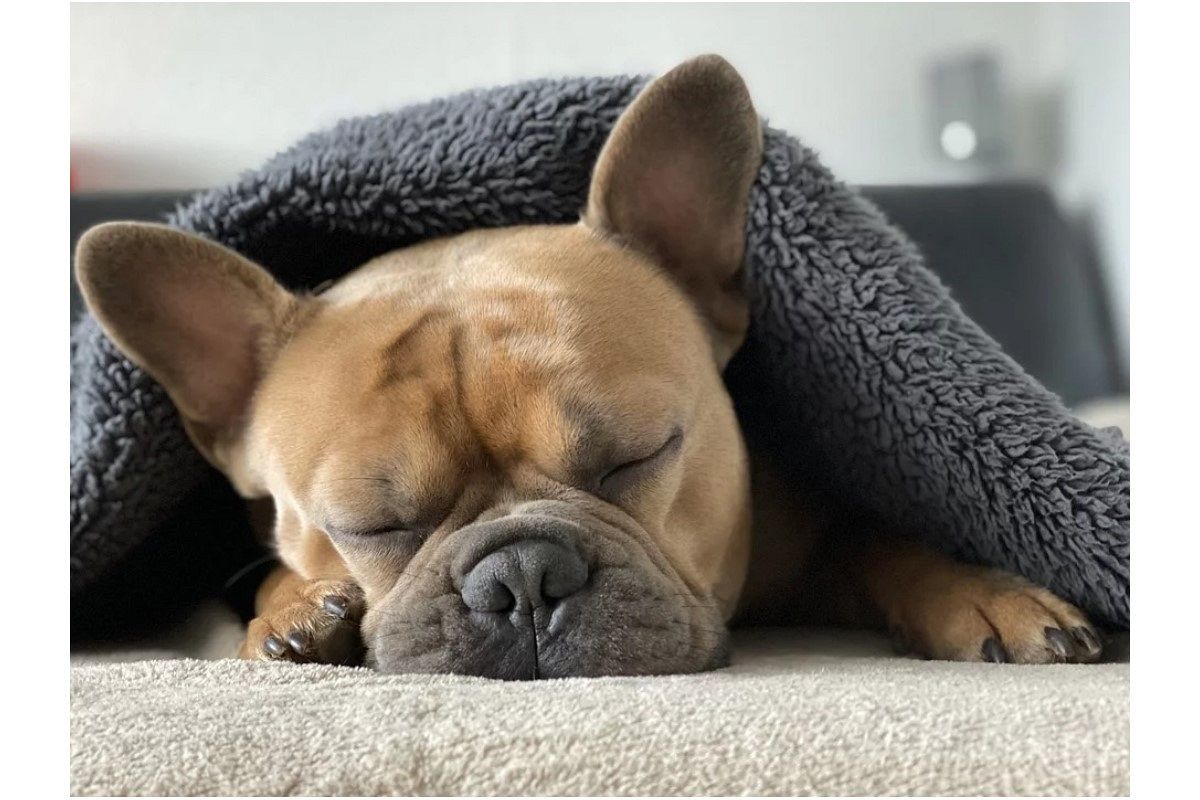 寝る夢は何を暗示している?