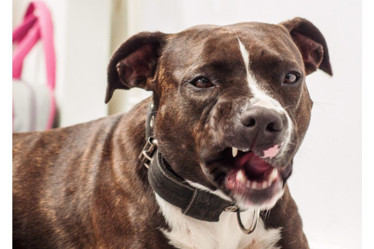 犬に噛まれる夢は何を暗示している?