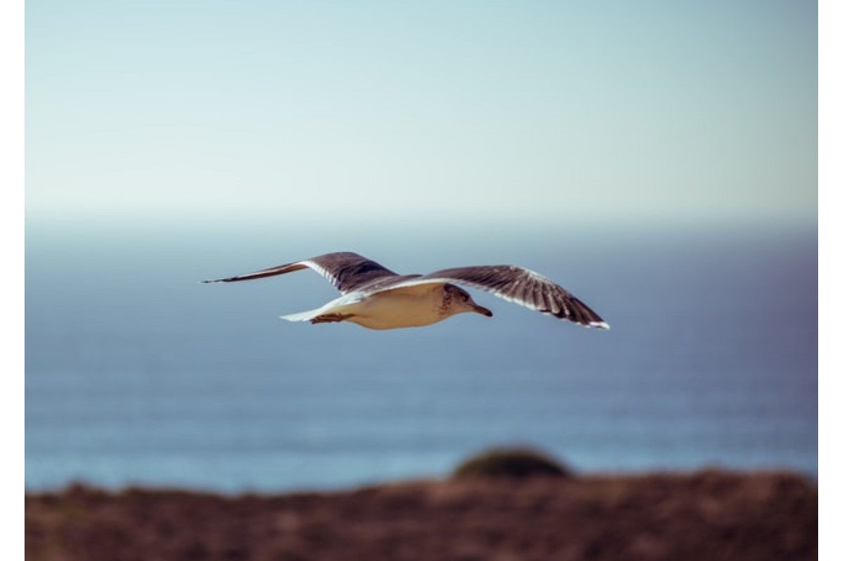 カモメの夢は何を暗示している?