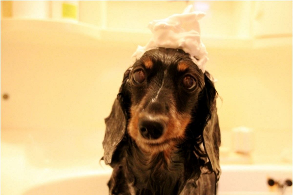 洗髪の夢は何を暗示している?