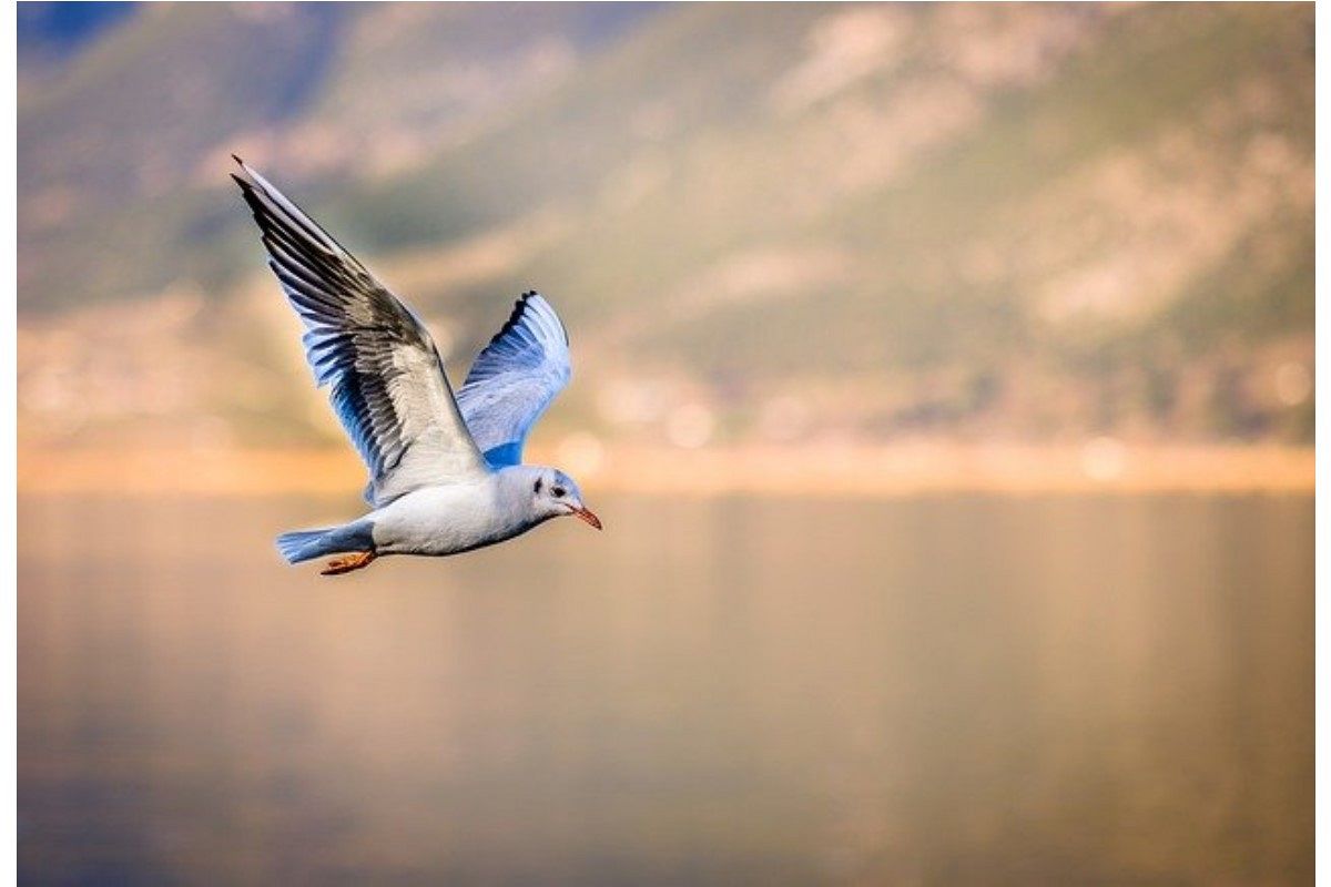 鳥の夢は何を暗示している?