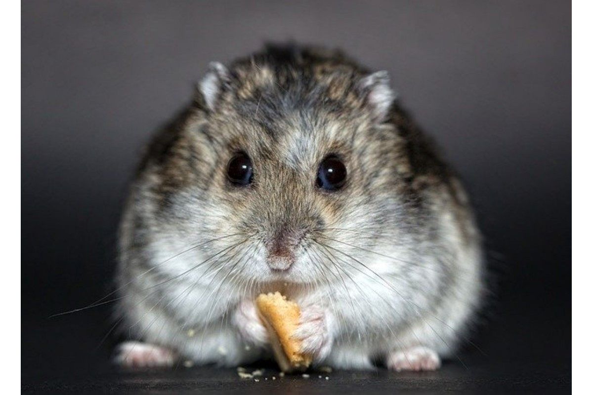 ハムスターの夢は何を暗示している?