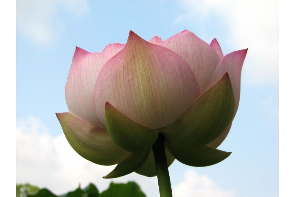 墓参りの夢は何を暗示している?