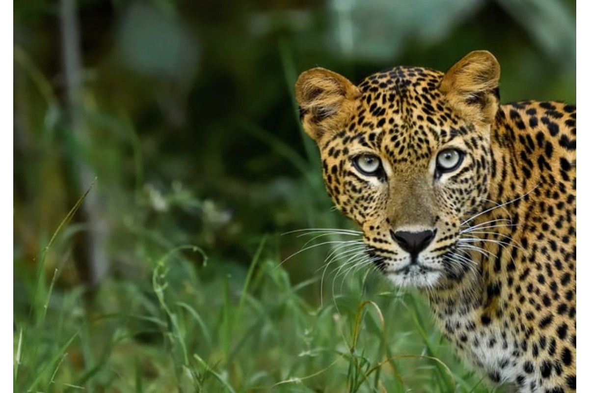 豹の夢は何を暗示している?