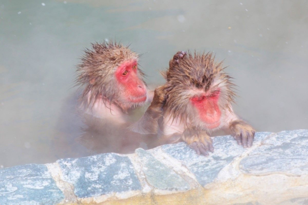 ノミの夢は何を暗示している? | 夢診断ガイド