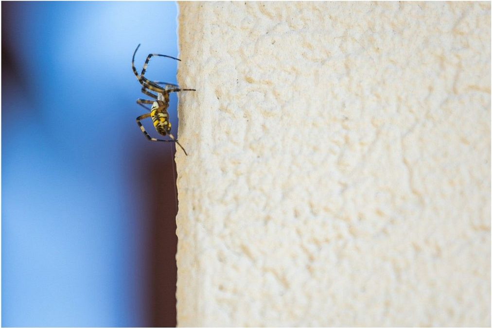 蜘蛛の夢は何を意味している?