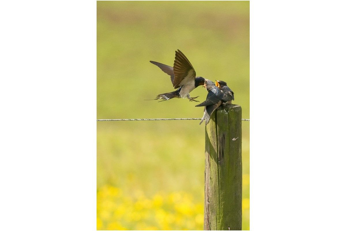 ツバメの夢は何を暗示している?