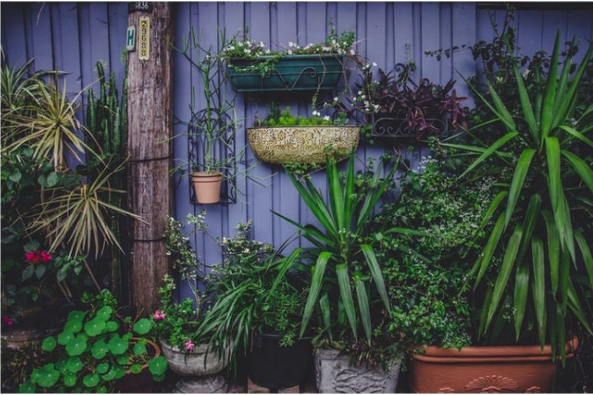 庭の夢は何を暗示している?