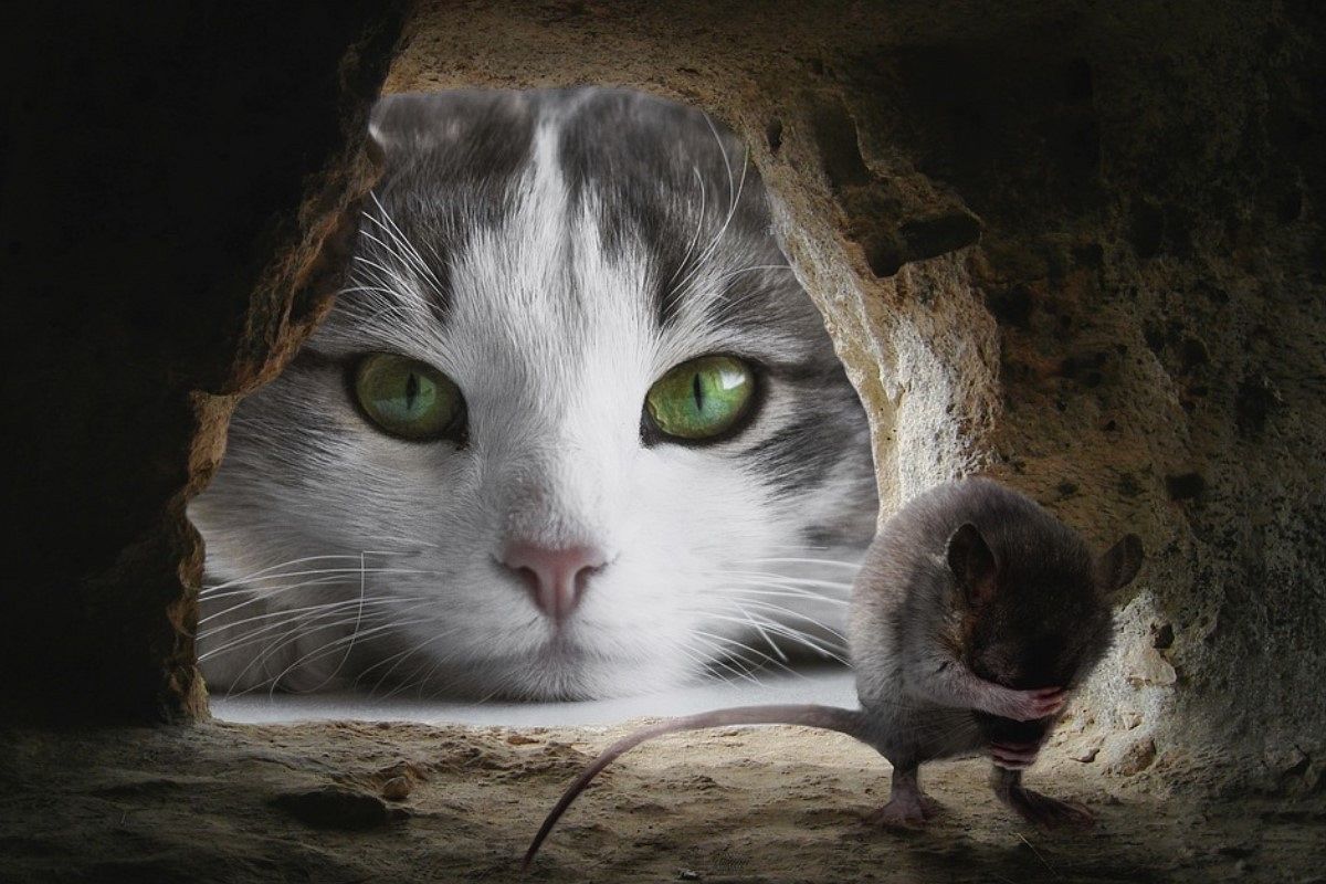 穴の夢は何を暗示している?