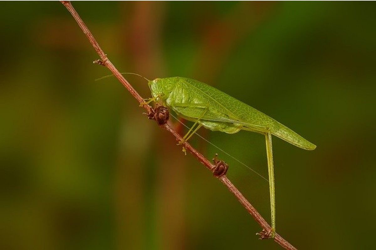 バッタの夢は何を暗示している?