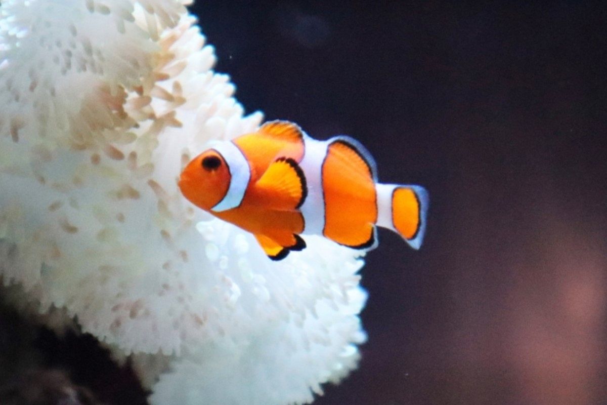 熱帯魚の夢は何を暗示している?