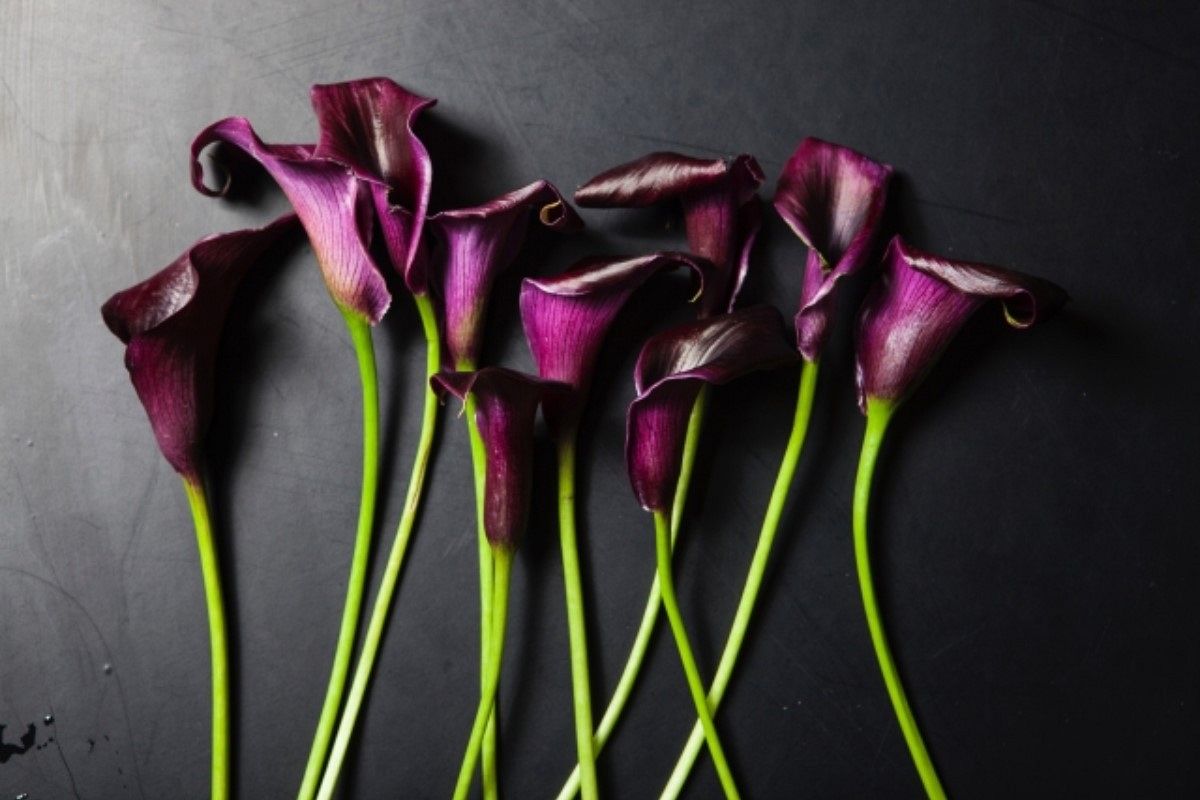 生け花の夢は何を暗示している?