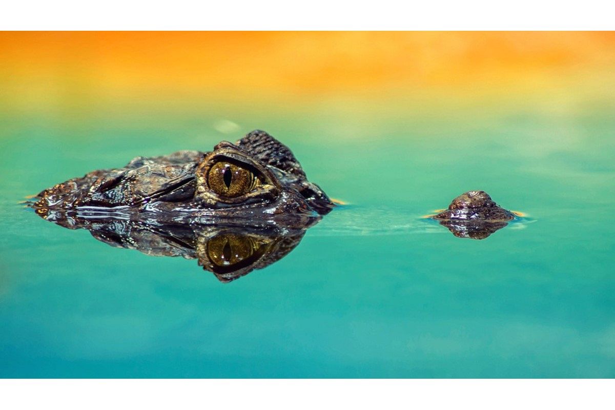 ワニの夢は何を暗示している?