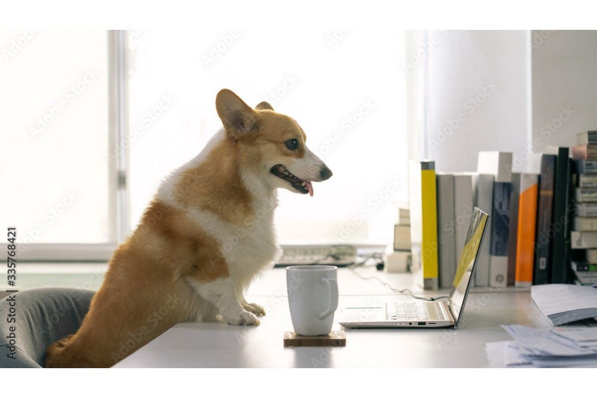 ストレスフルに要注意!テレワーク・在宅勤務の夢は何を意味している?