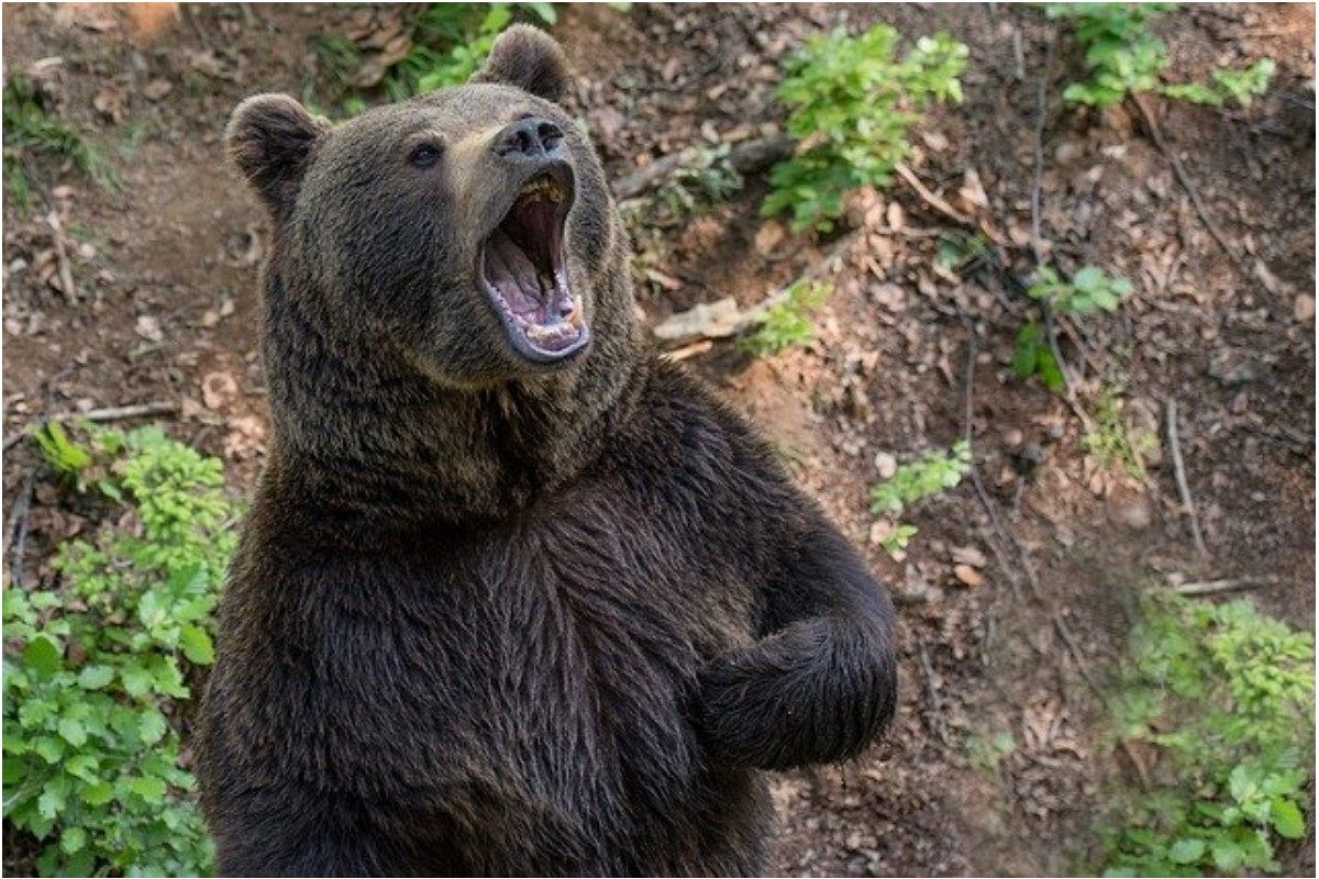 獣の夢は何を暗示している?