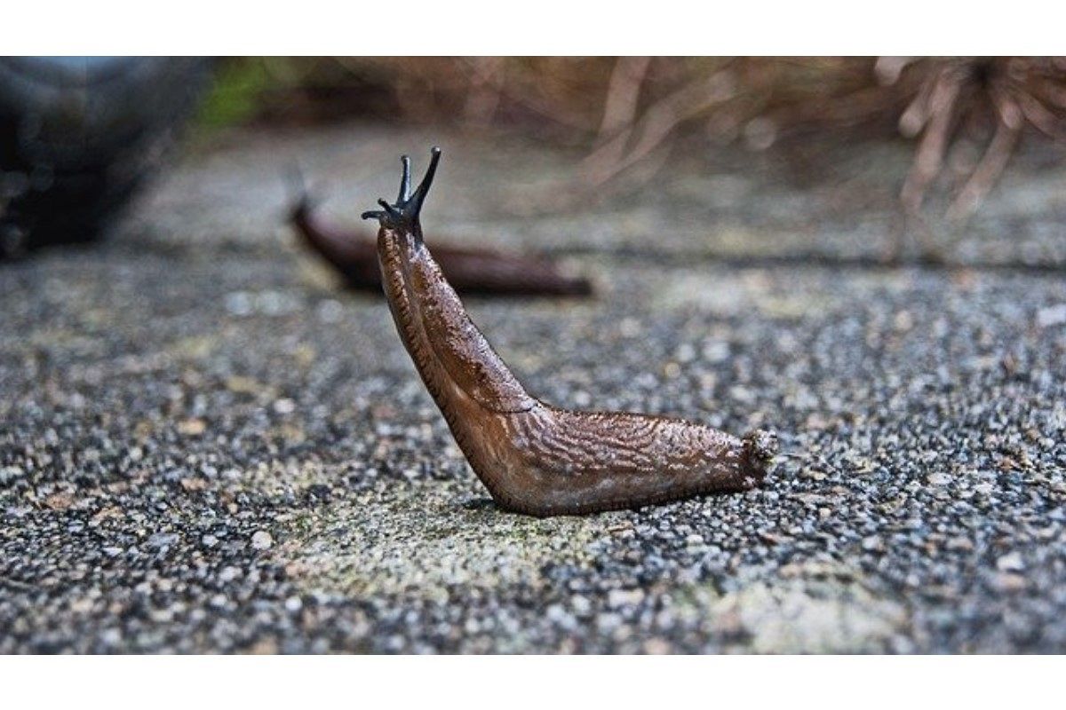 ナメクジの夢は何を暗示している?