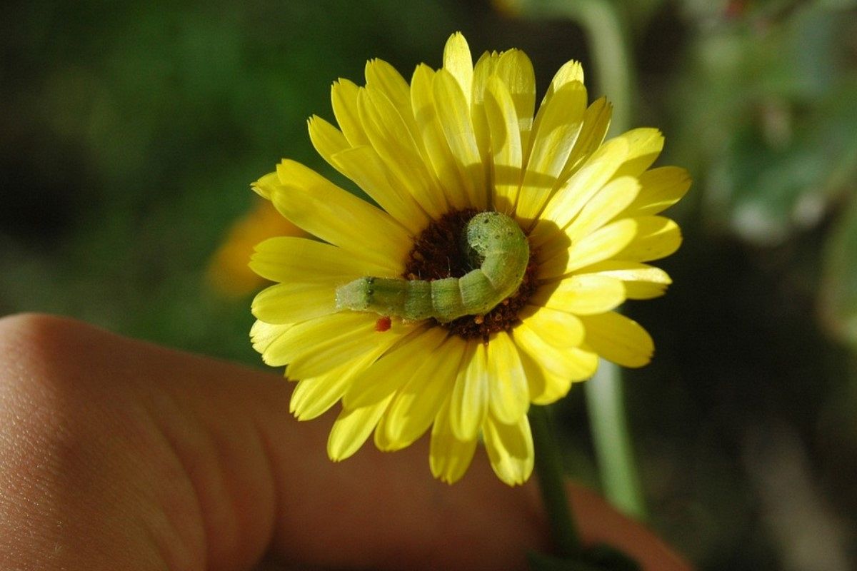 芋虫の夢は何を暗示している?