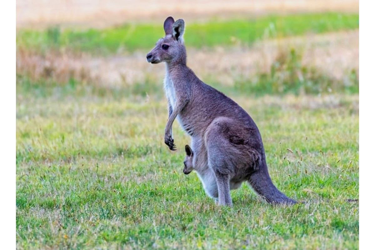 カンガルーの夢は何を暗示している?