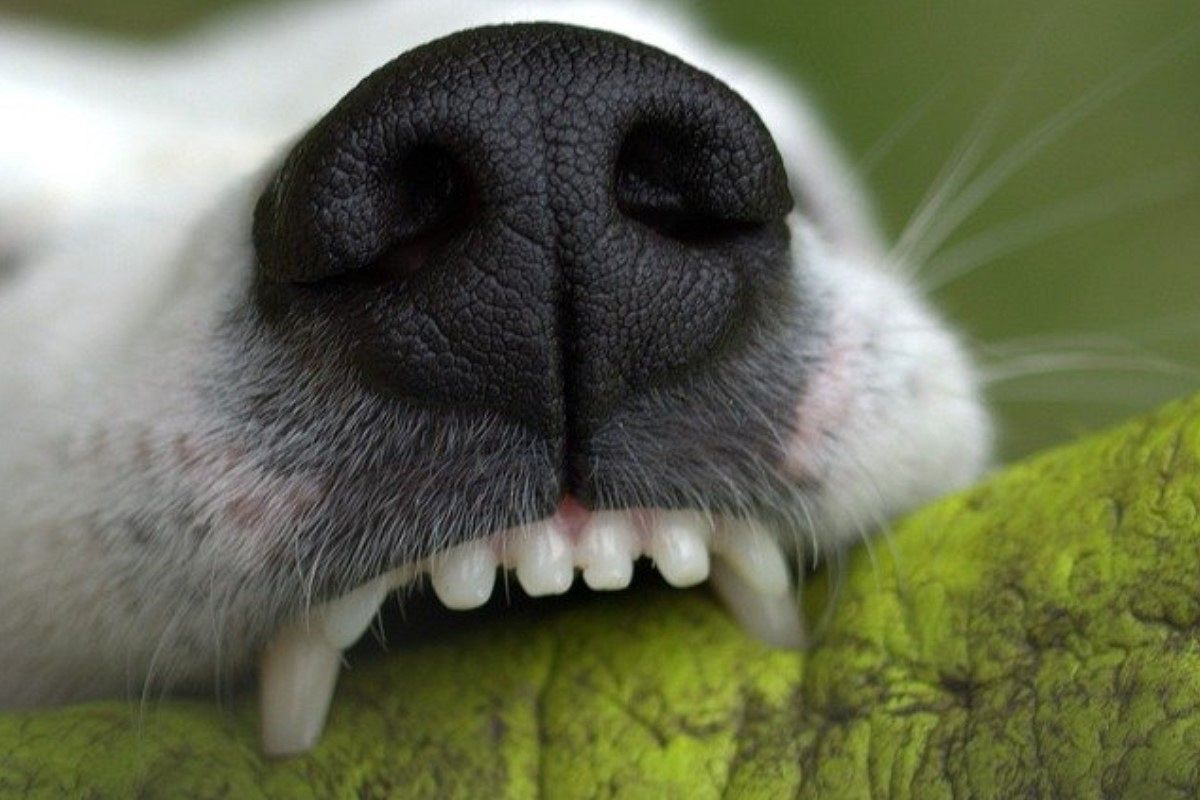 歯が欠ける夢は何を暗示している?