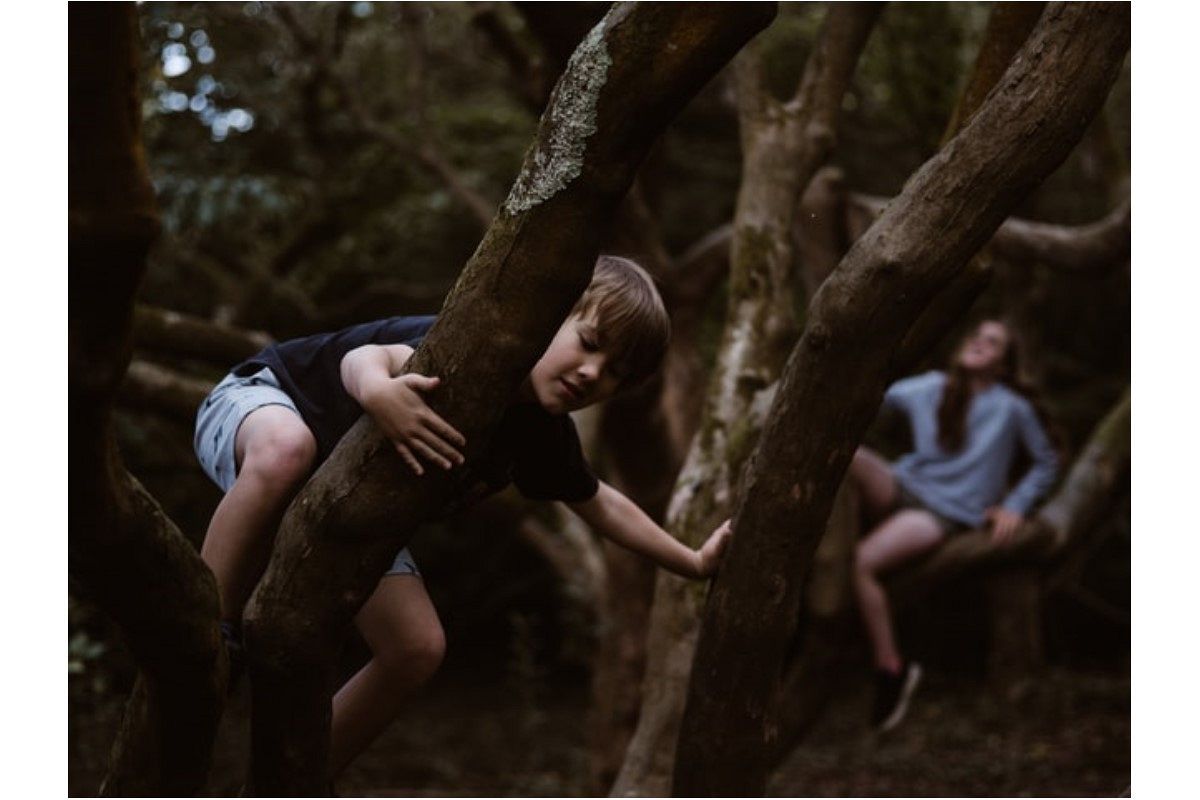 木に登る夢は何を暗示している? | シンボルの意味