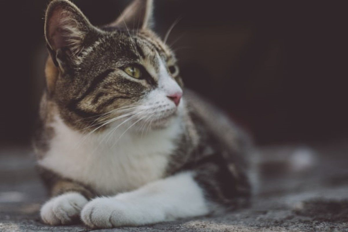 耳の夢は何を暗示している?