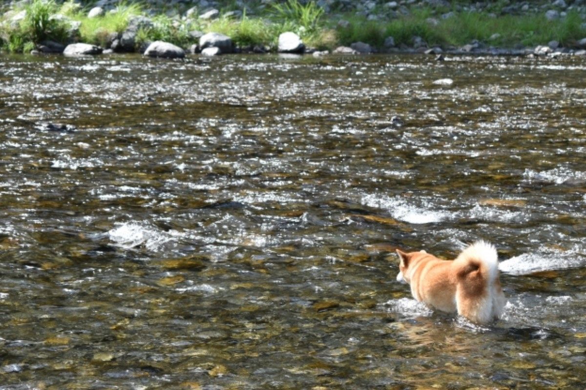 川遊びの夢は何を暗示している?