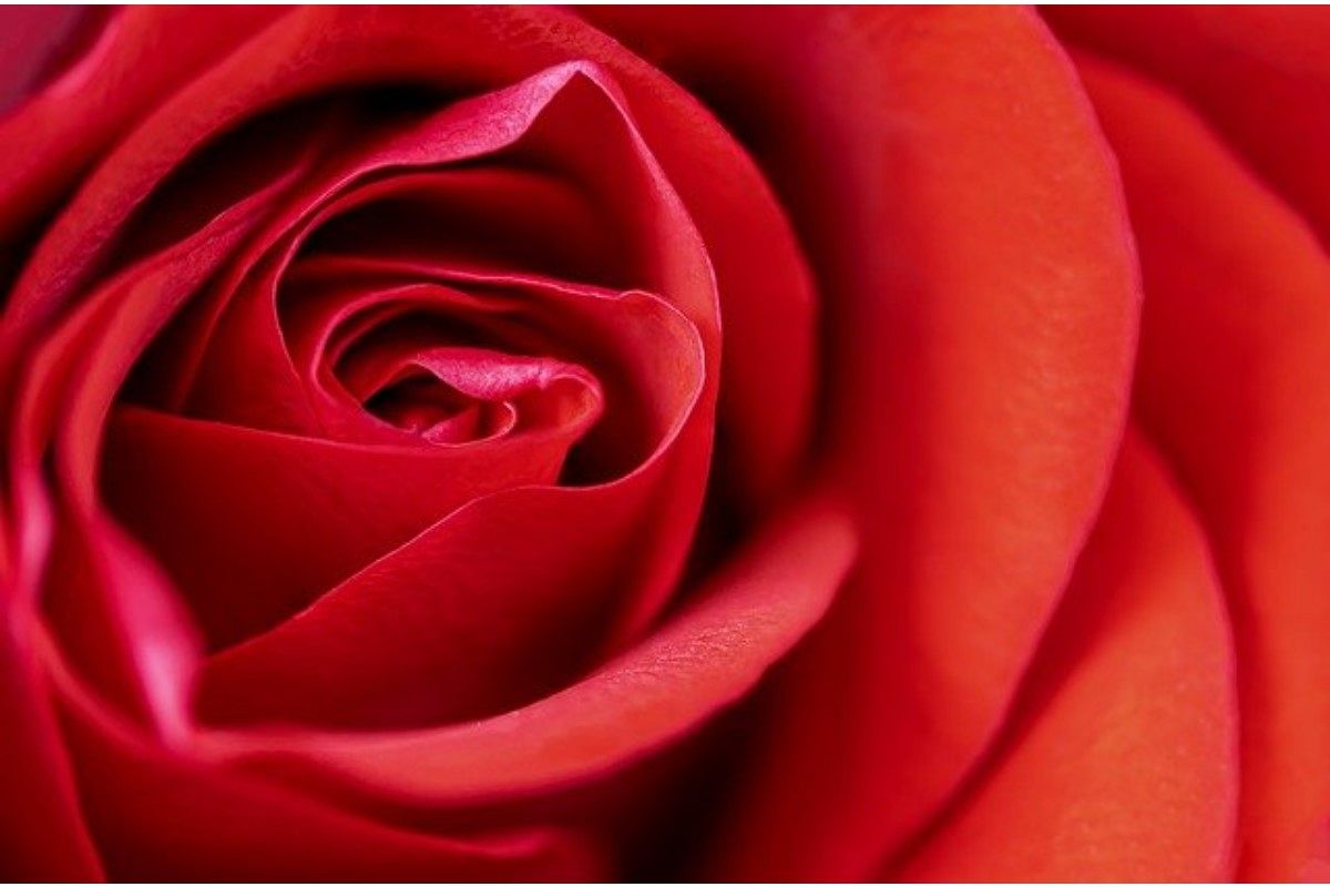 赤の夢は何を暗示している?