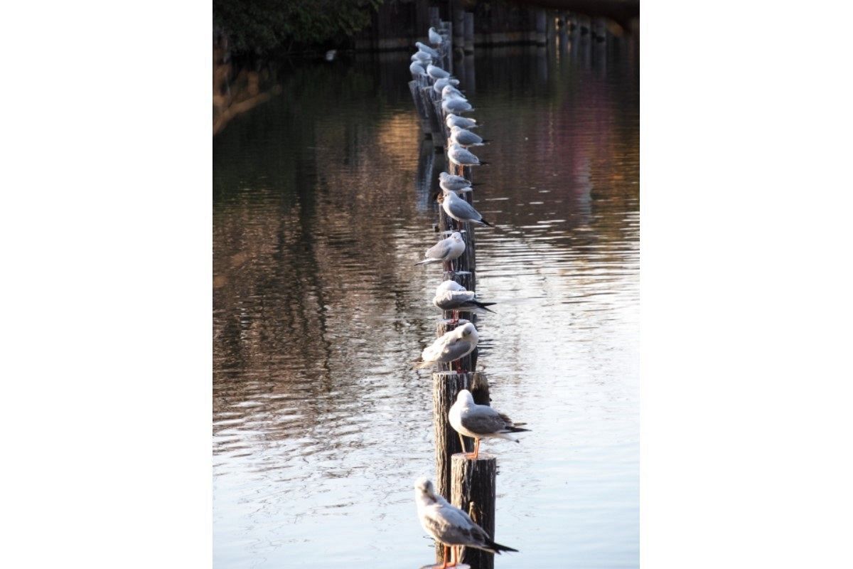 横入りされる夢は何を暗示している? | 夢診断ガイド