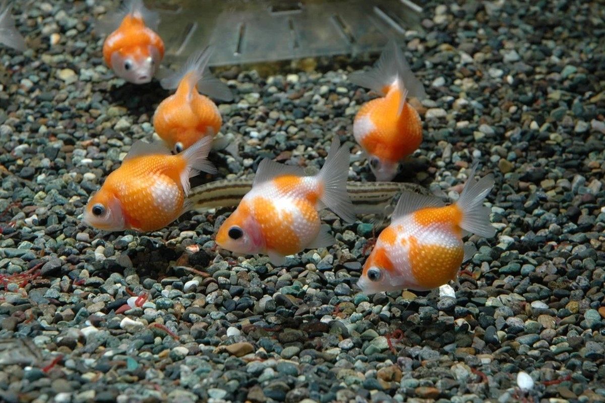 金魚の夢は何を暗示している?