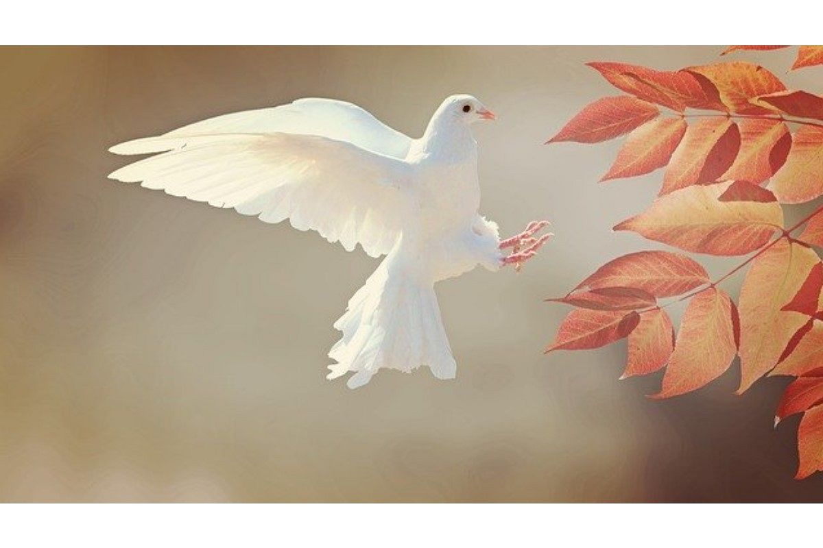 鳩の夢は何を暗示している?