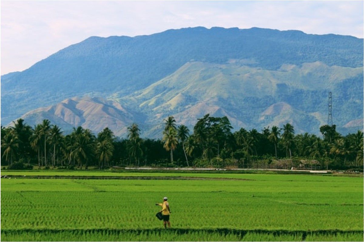 田んぼの夢は何を暗示している?