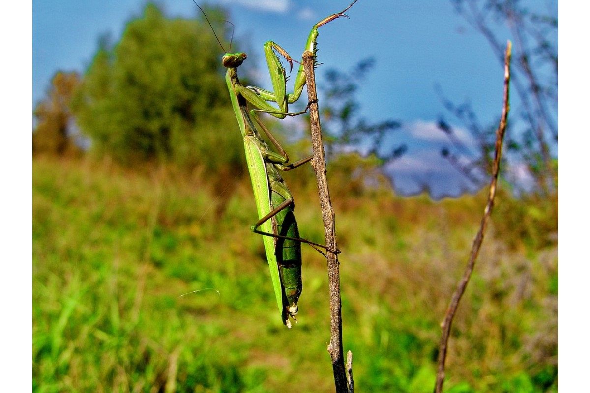 カマキリの夢は何を暗示している?