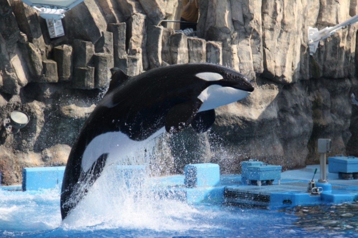 シャチの夢は何を暗示している?