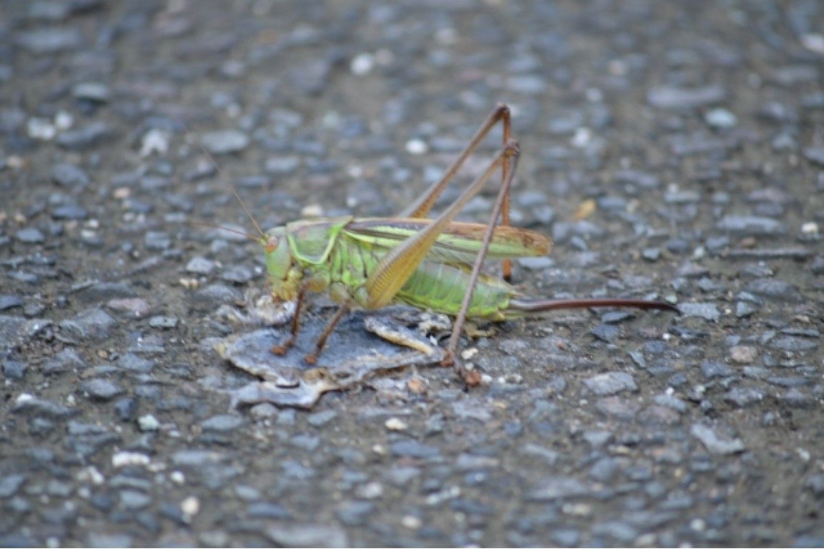 キリギリスの夢は何を暗示している?