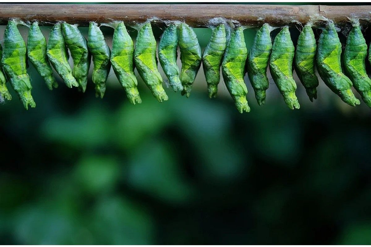 幼虫の夢は何を暗示している?