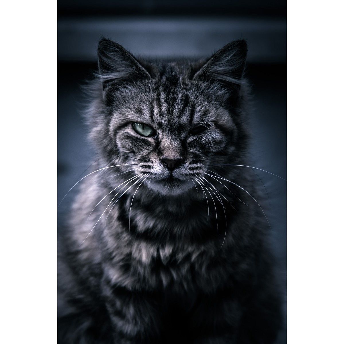 ヤクザの夢は何を暗示している?