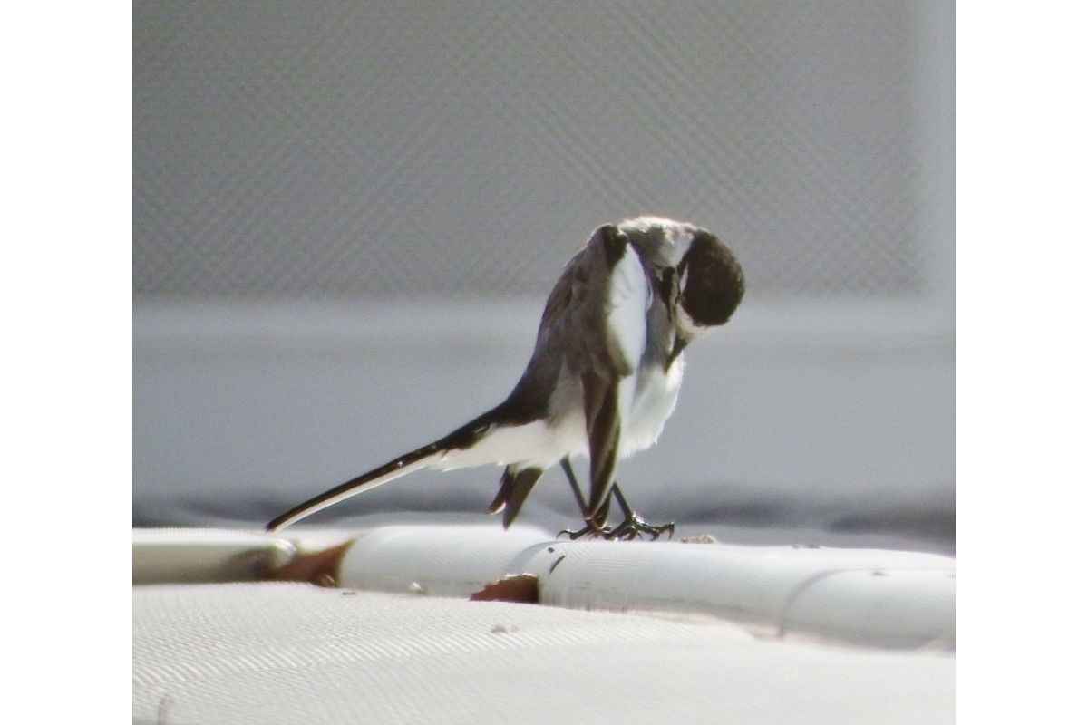 うなだれる夢は何を暗示している?