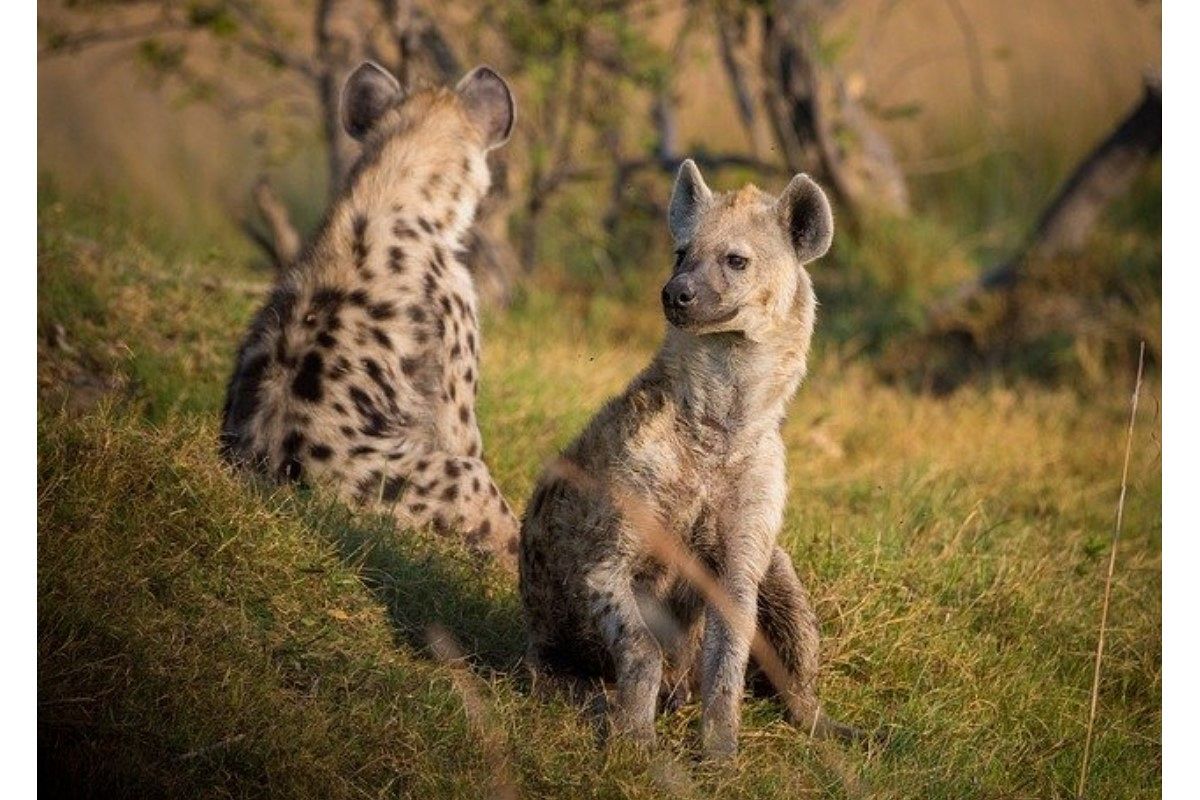 ハイエナの夢は何を暗示している?