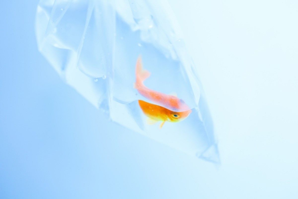 金魚すくいの夢は何を暗示している?