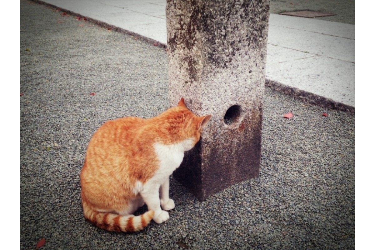 照れる夢は何を意味している? | 夢占い分析