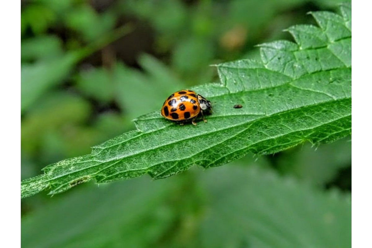てんとう虫の夢は何を暗示している?