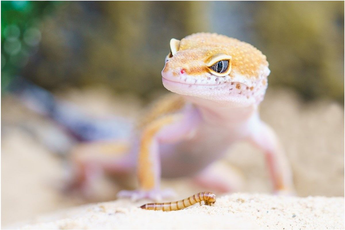 ヤモリの夢は何を暗示している?