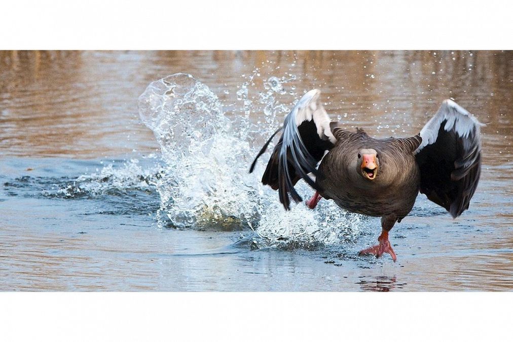 追う夢は何を意味している?